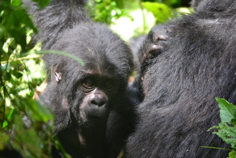 Två gorillor i Uganda