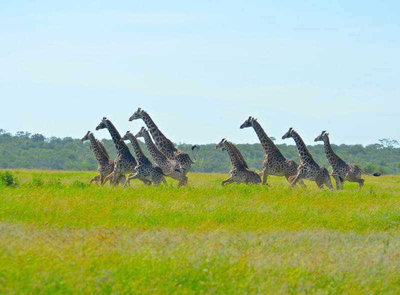 Safari med giraffer på Tanzanias savann
