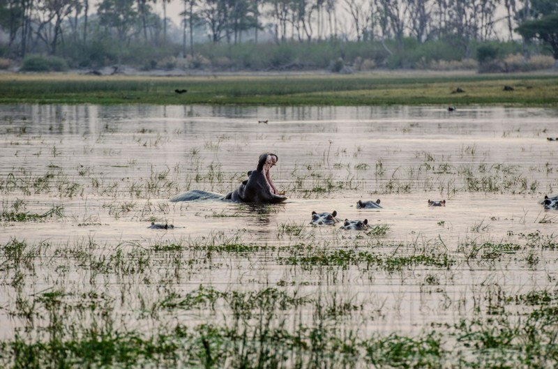 Flodh&auml;star i Botswana