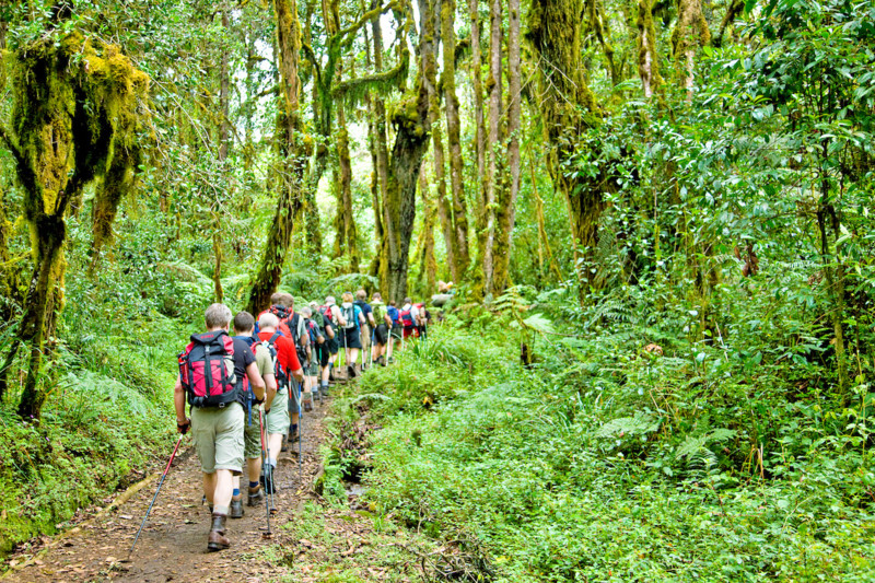 Vandring genom regnskogen på väg upp på Kilimanjaro