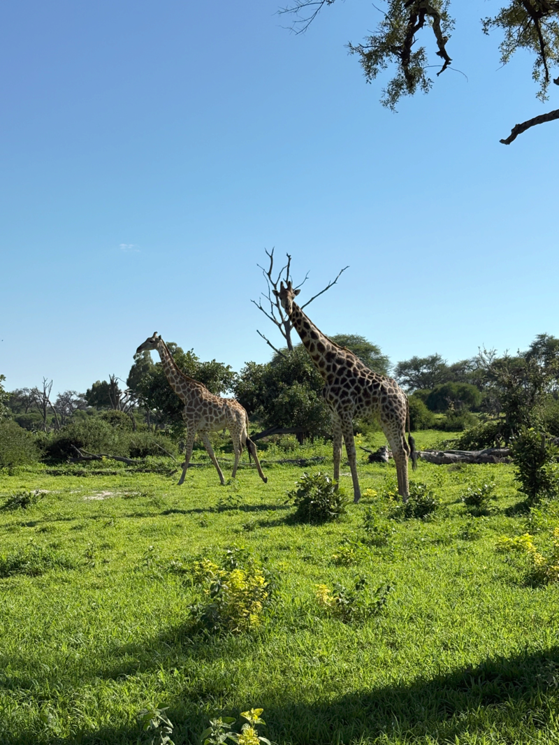 Giraffer i Botswana