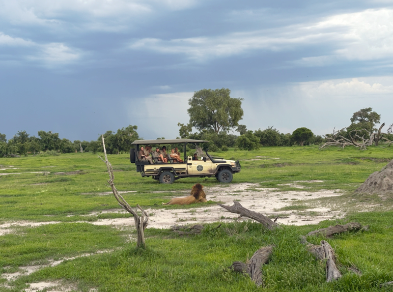 Lejon och m&auml;nniskor p&aring; safari i Botswana