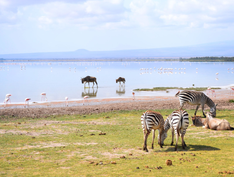 Välj Kenya eller Tanzania för små barn