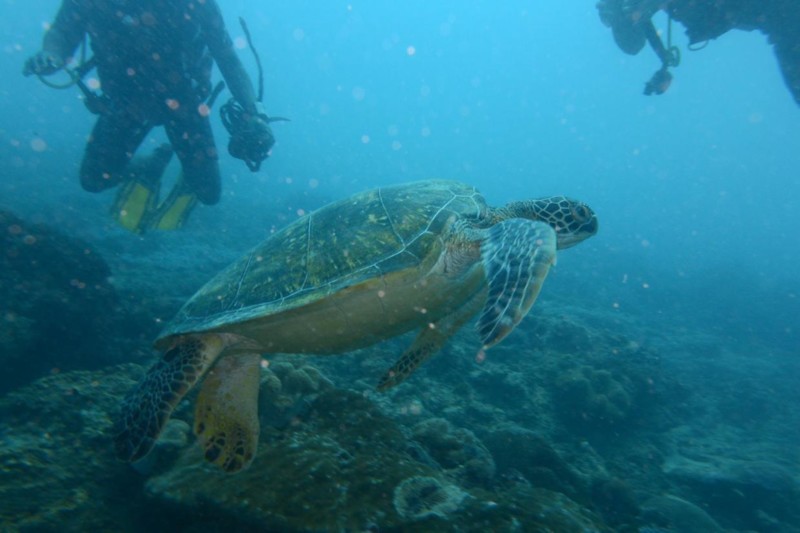 Dyker med sköldpaddor i Zanzibar