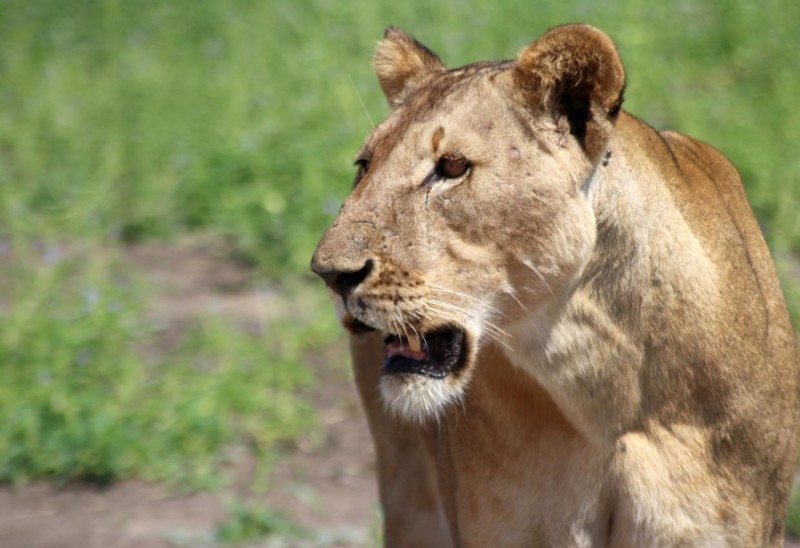 Möte med Lejoninna på safariäventyr i Tanzania