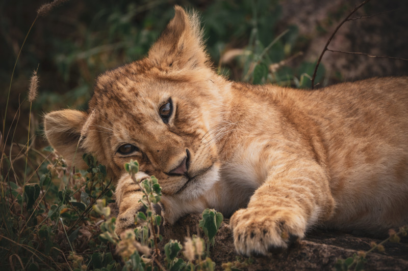 Lejonunge i Serengeti