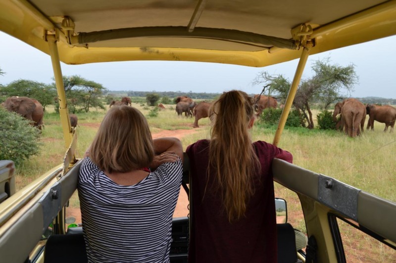 Möte med elefanter på safariresan