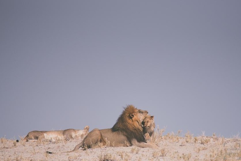 Lejon på savannen i Afrika