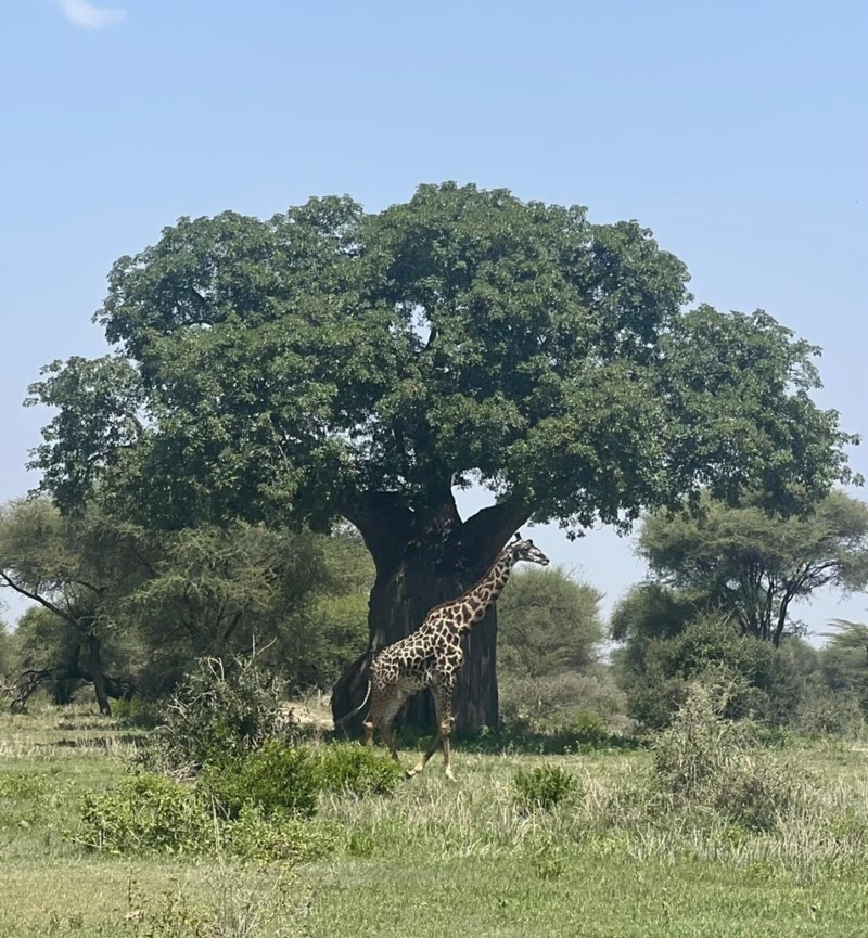 Giraff i Tanzania