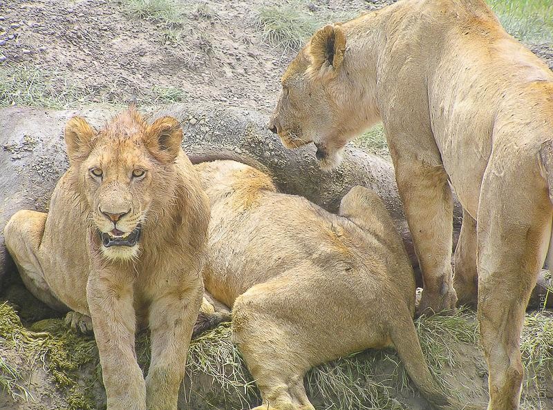 3 lejon i Afrika