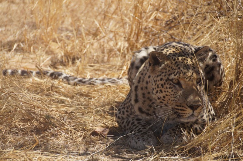 Leoparder på safari i Namibia; fantastiska djur som är ovanliga att få mer än en glimt av.