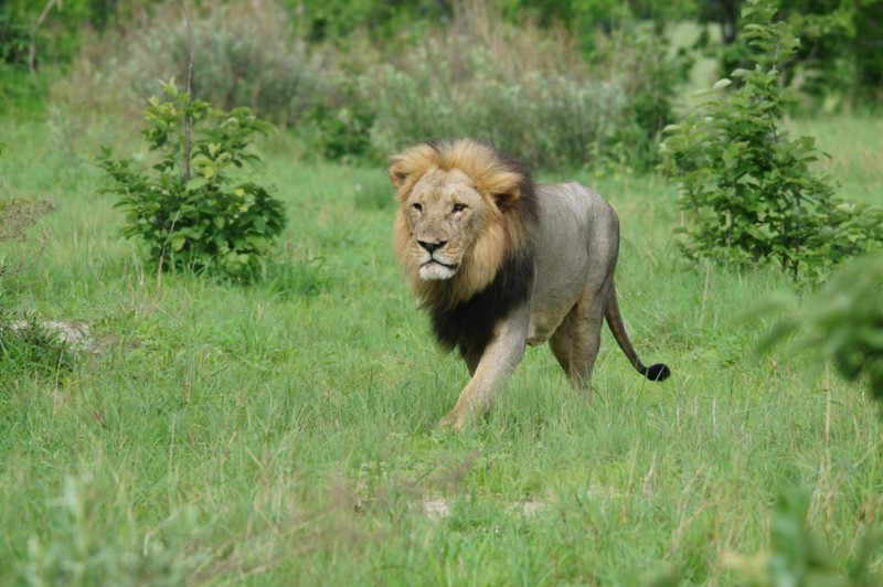 Möten med lejonkungen i Botswana