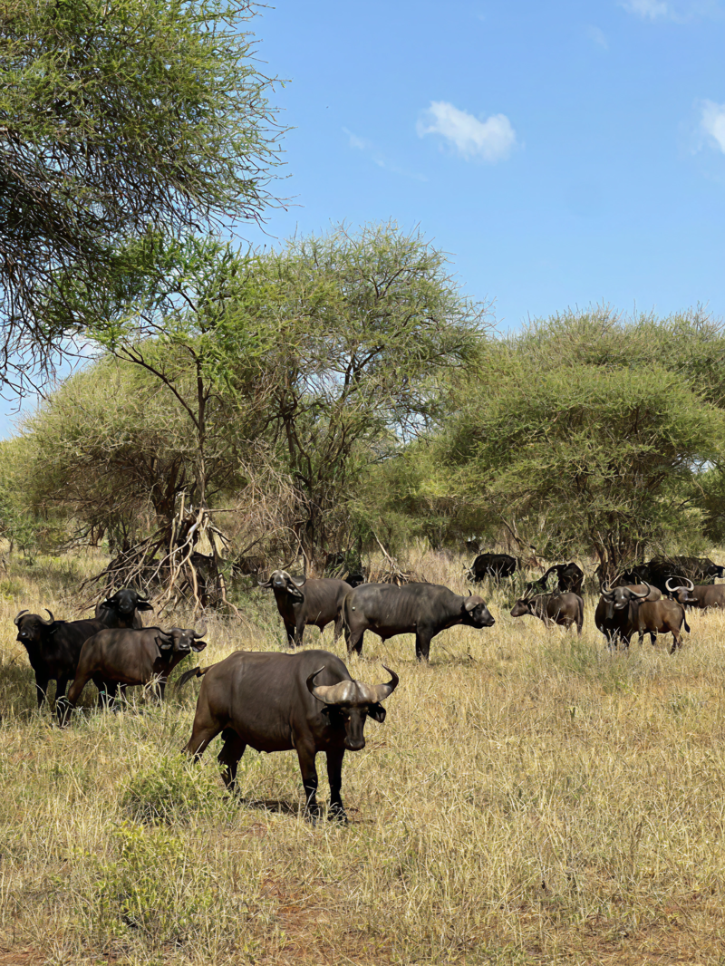 Stora flockar av djur p&aring; safari i Tanzania