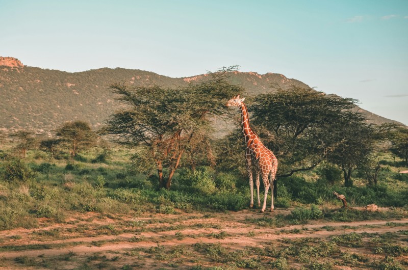 Packa för både värme och kyla när du är på safari med barn