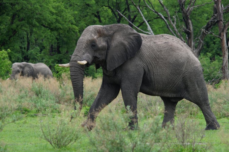 Elefant i Okavangodeltat