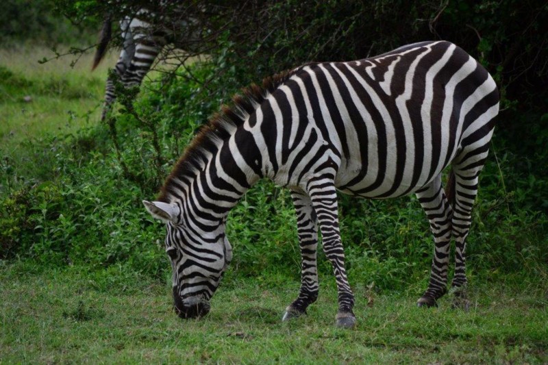 Zebror i Masai Mara