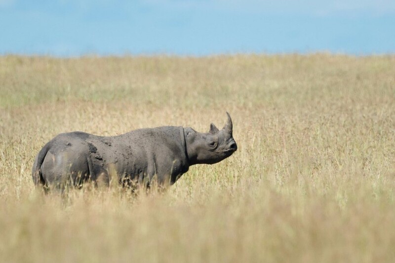 En nosh&ouml;rning i Tanzania