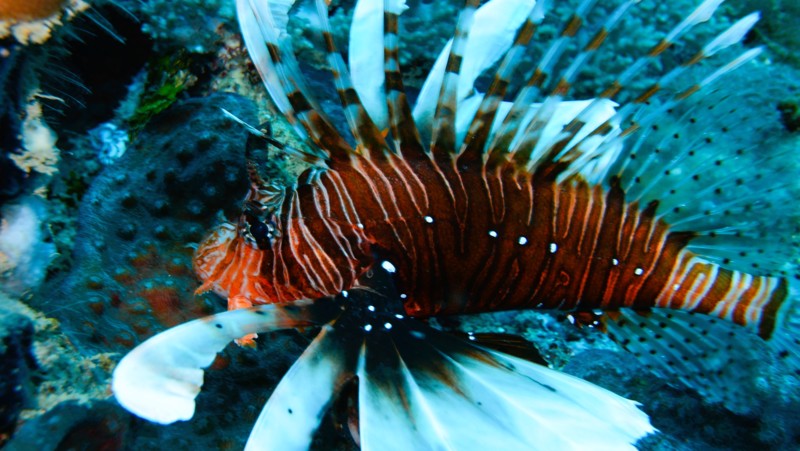 Korallrev i Zanzibar, boka snorkelutflykt på din resa