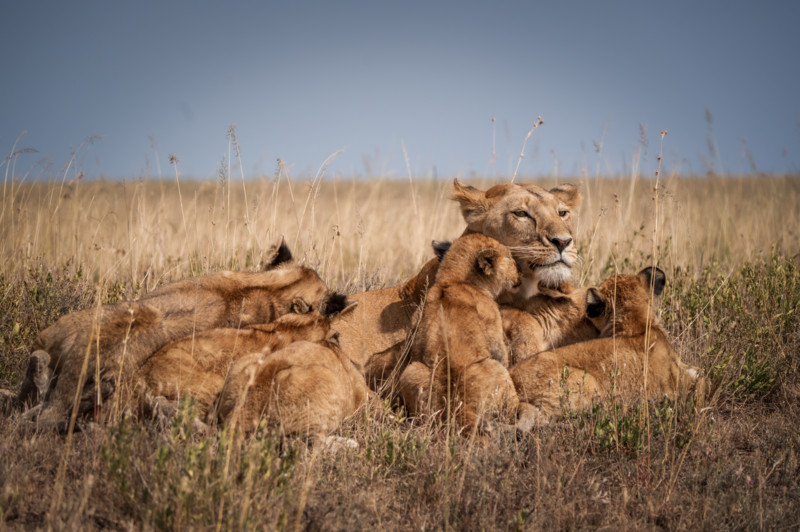 Lejonhona med sina ungar i Serengeti