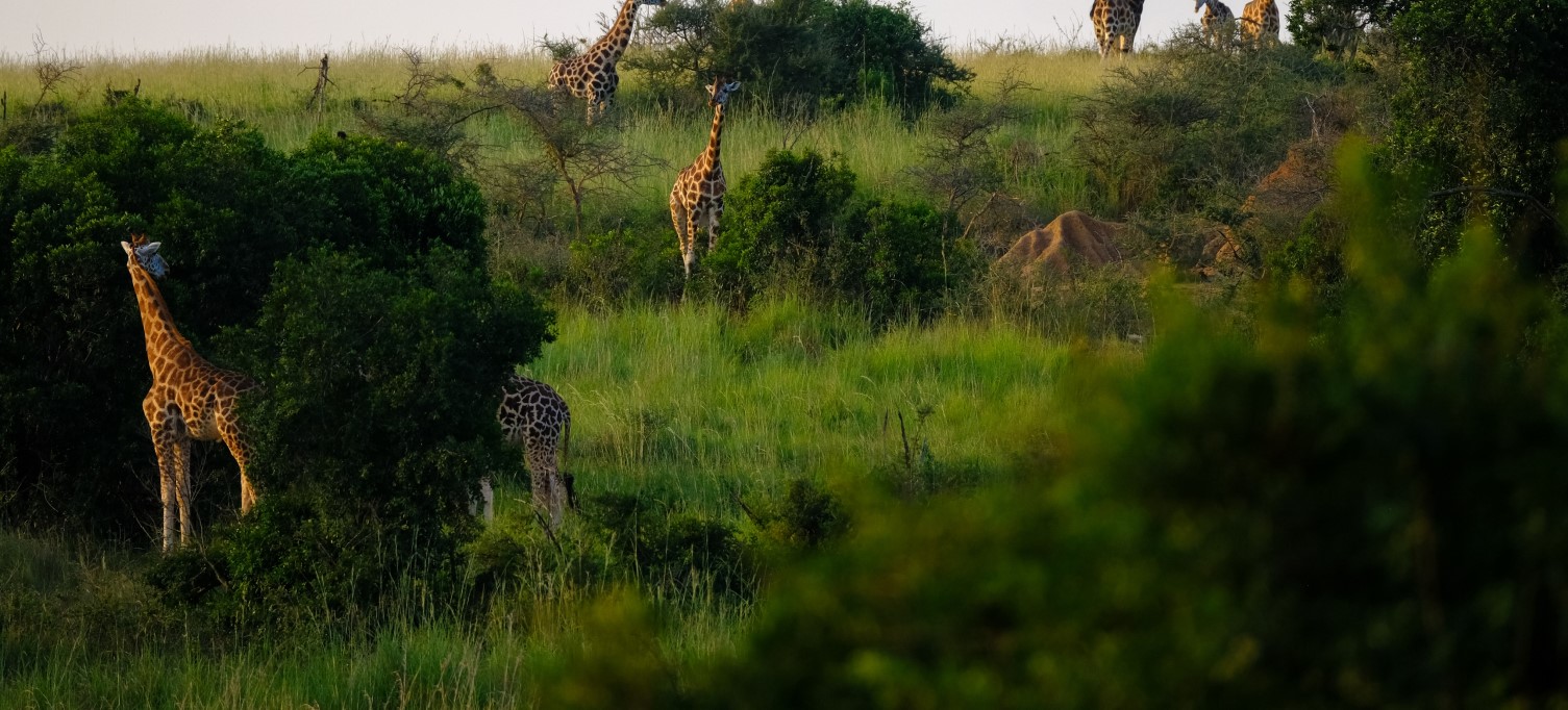 safari och zanzibar